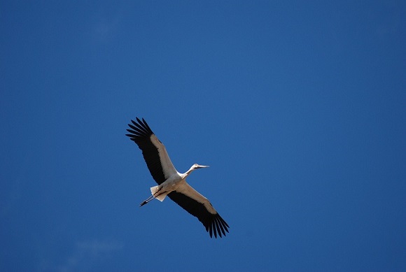 写真３　豊岡の空を舞うコウノトリ