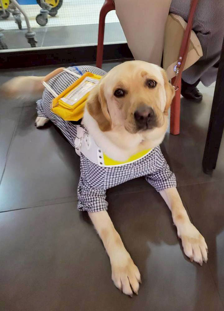 260224_犬1 260224_犬1